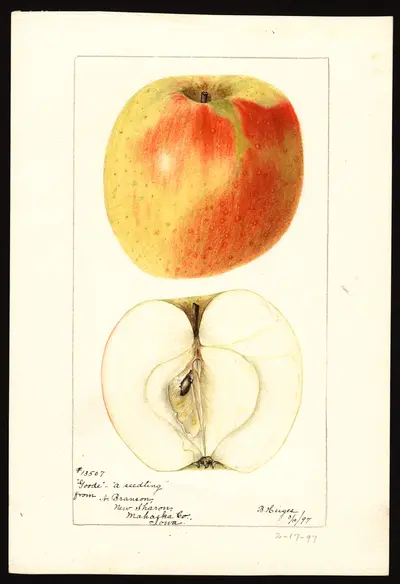 Watercolor of Goode (Goode's No. 10)