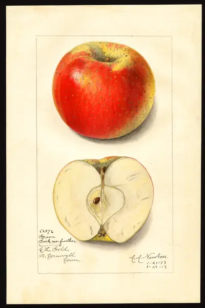 USDA watercolor illustration of Green Seek-No-Further