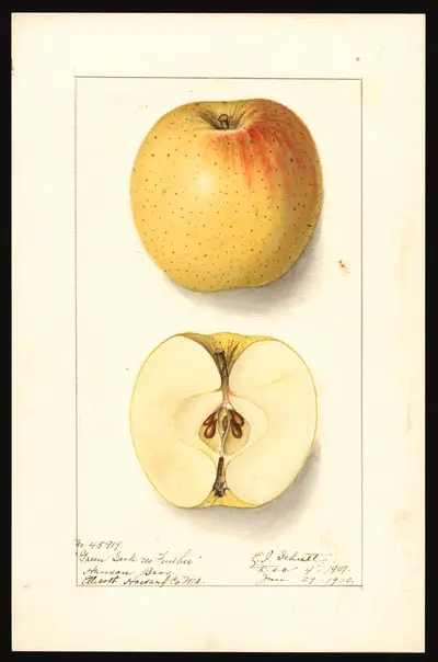 USDA watercolor illustration of Green Seek-No-Further