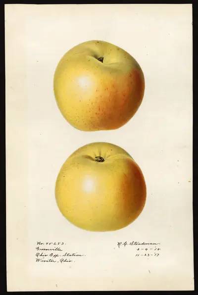 USDA watercolor illustration of Greenville