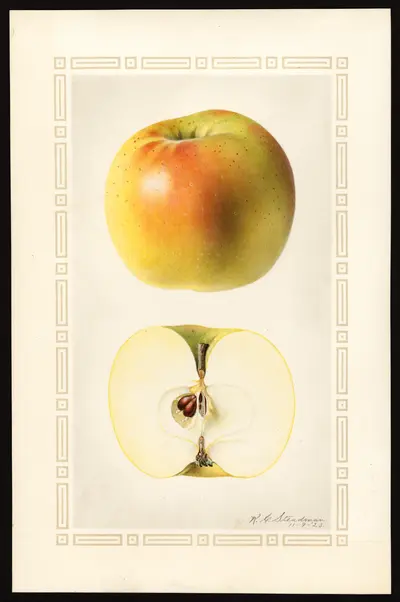 USDA watercolor illustration of Greenville