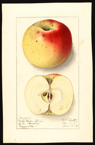 USDA watercolor illustration of Winter Maiden's Blush