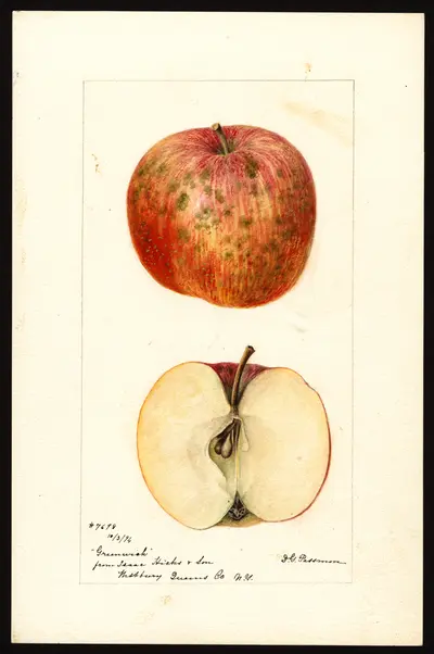 Watercolor of Greenwich