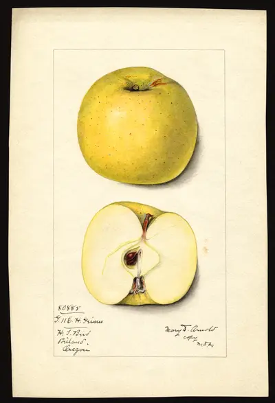 USDA watercolor illustration of Grimes Golden
