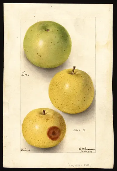 USDA watercolor illustration of Grimes Golden
