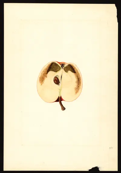 USDA watercolor illustration of King David