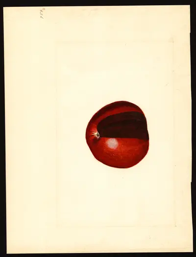 USDA watercolor illustration of Jonathan
