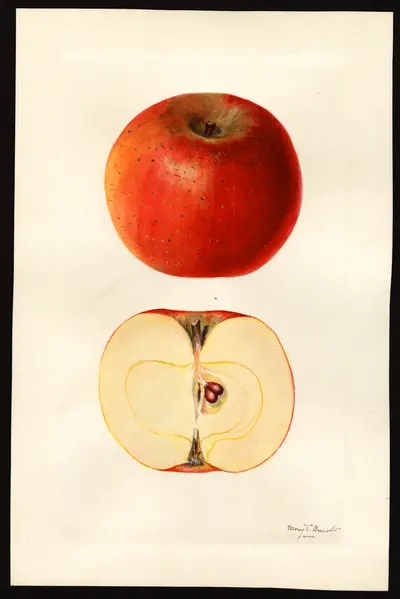 USDA watercolor illustration of Alfriston