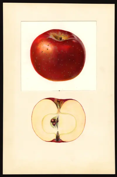 USDA watercolor illustration of Alfriston