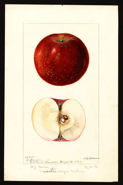 USDA watercolor illustration of Alfriston