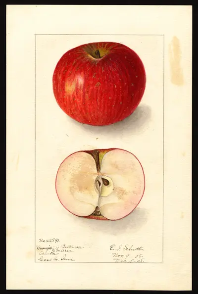 USDA watercolor illustration of Alfriston