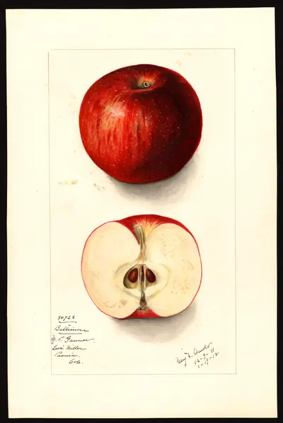 USDA watercolor illustration of Alfriston
