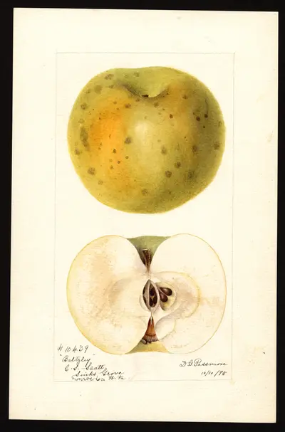 Watercolor of Baltzley