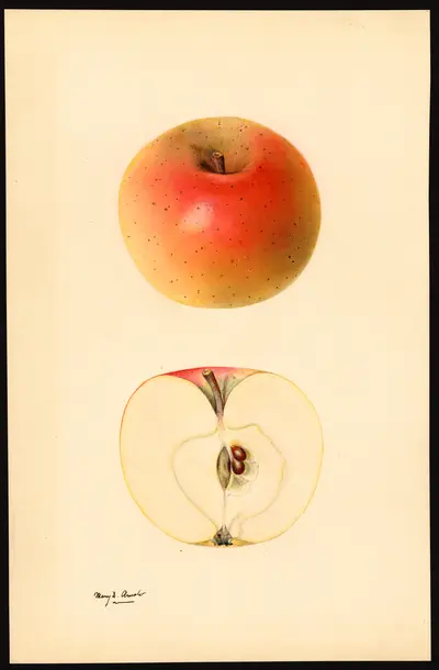 USDA watercolor illustration of Winter Banana