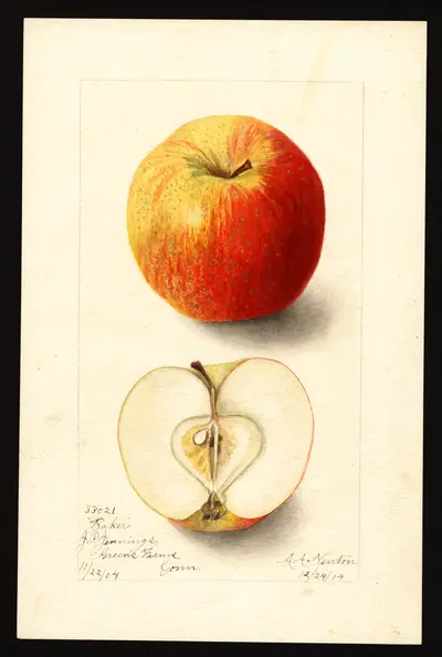 USDA watercolor illustration of Baker