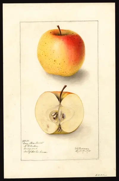 Watercolor of Baker Sweet