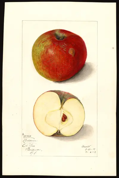 USDA watercolor illustration of Baldwin