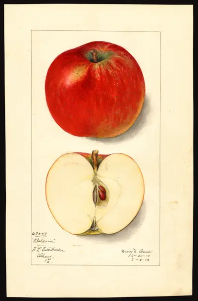 USDA watercolor illustration of Baldwin