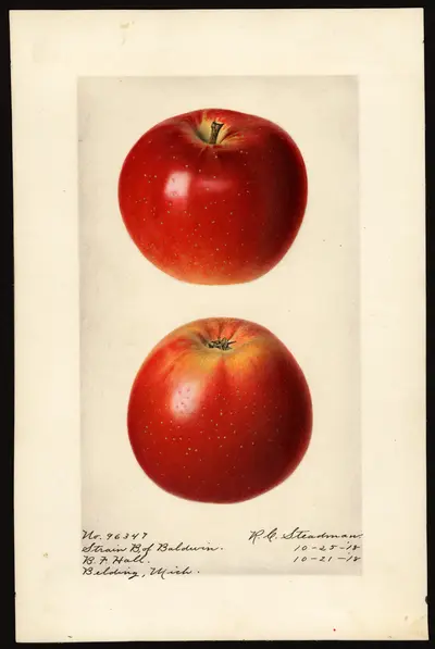 USDA watercolor illustration of Baldwin