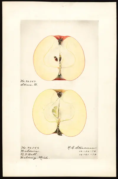 USDA watercolor illustration of Baldwin