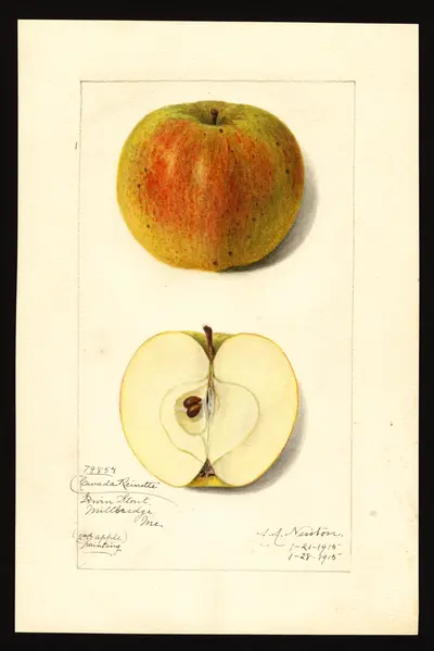 Watercolor of Canada Reinette