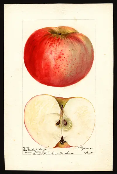 USDA watercolor illustration of Bietigheimer