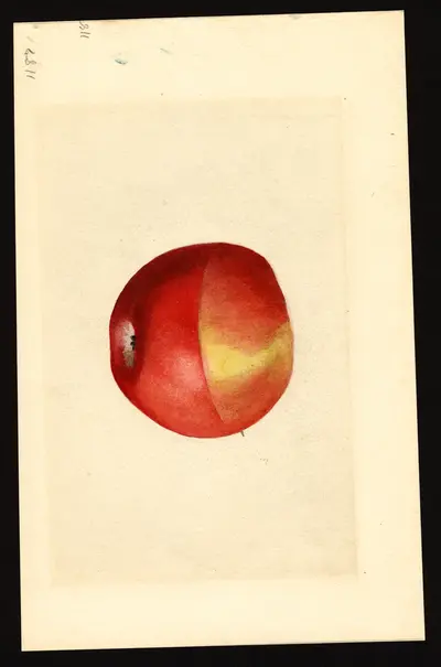 USDA watercolor illustration of Gano