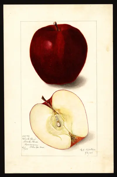 USDA watercolor illustration of Gano