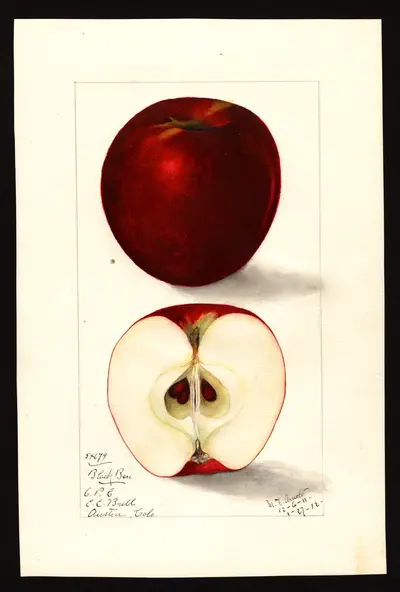 USDA watercolor illustration of Gano
