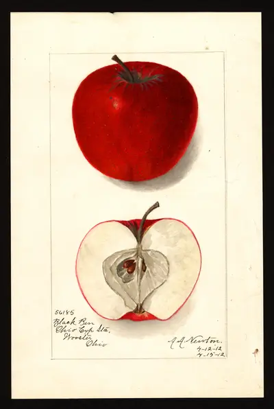 USDA watercolor illustration of Gano