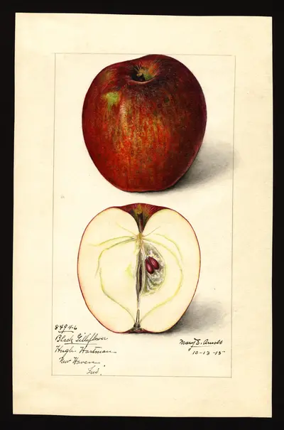 USDA watercolor illustration of Black Gilliflower