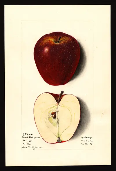 USDA watercolor illustration of Black Gilliflower