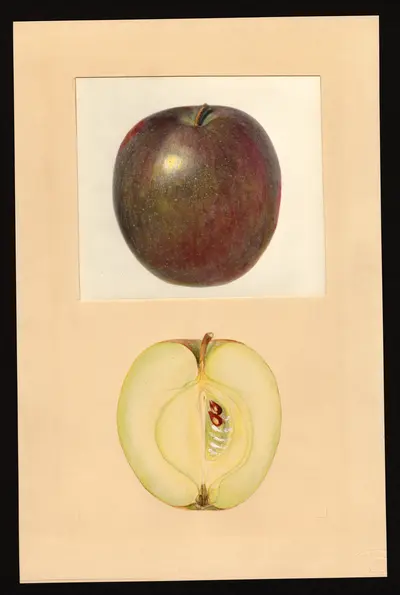 USDA watercolor illustration of Black Gilliflower