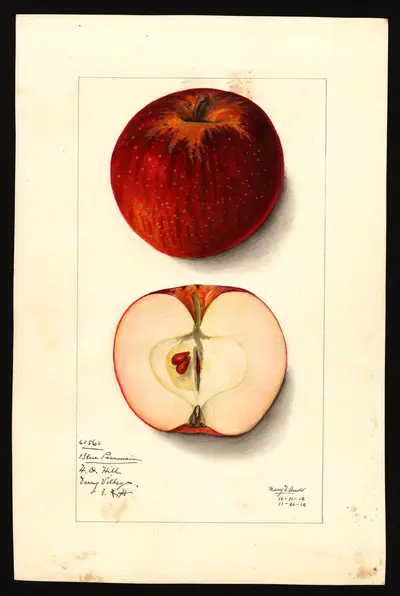 USDA watercolor illustration of Blue Pearmain