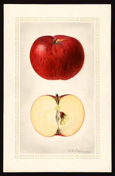 USDA watercolor illustration of Blue Pearmain