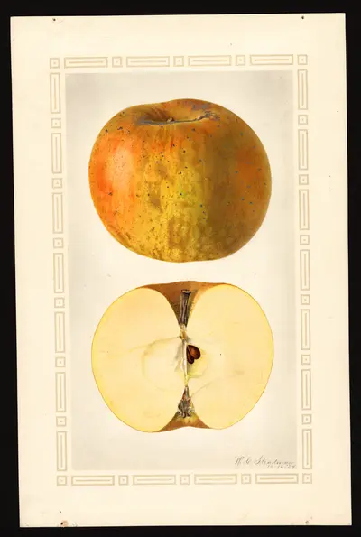 Watercolor of Boskoop