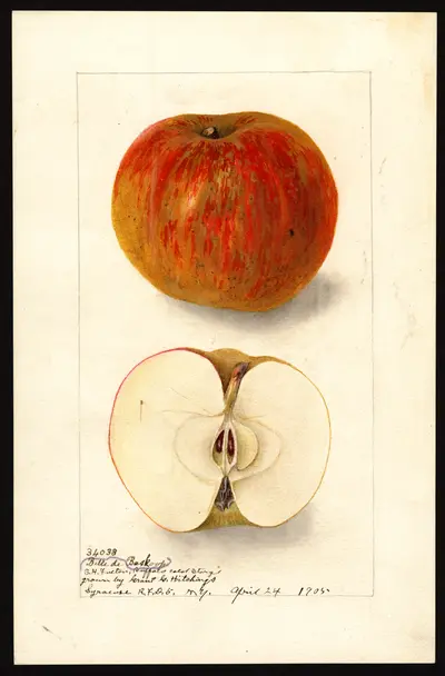 Watercolor of Belle de Boskoop