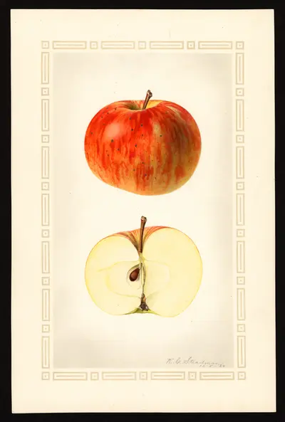 Watercolor of Bostick Queen