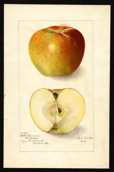 USDA watercolor illustration of Bottle Greening