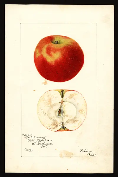 USDA watercolor illustration of Bottle Greening
