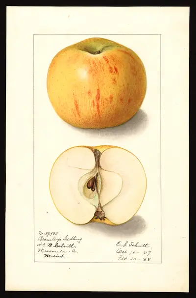 Watercolor of Bramley
