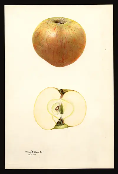 USDA watercolor illustration of Bramley