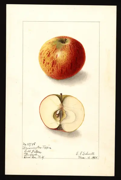 USDA watercolor illustration of Brewington Pippin