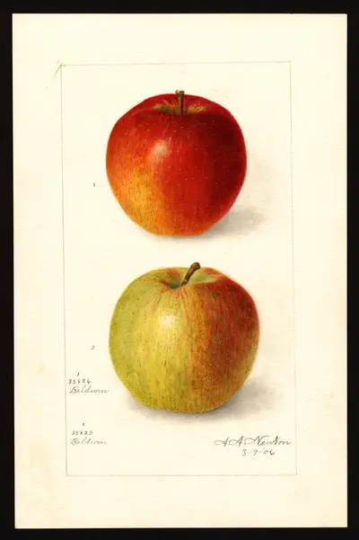 USDA watercolor illustration of Baldwin