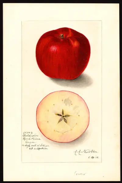 USDA watercolor illustration of Baldwin