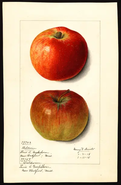 USDA watercolor illustration of Baldwin