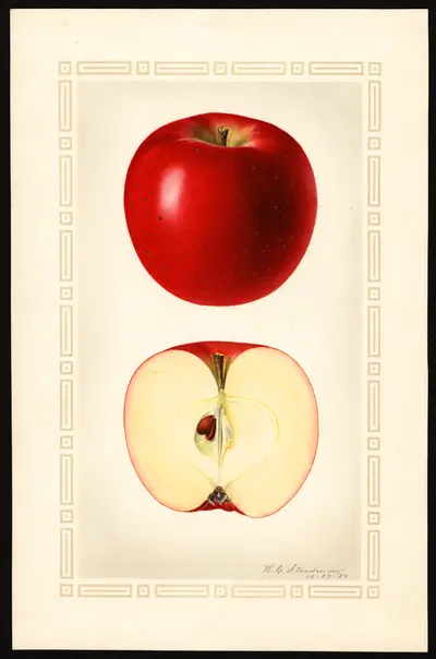 USDA watercolor illustration of Baldwin