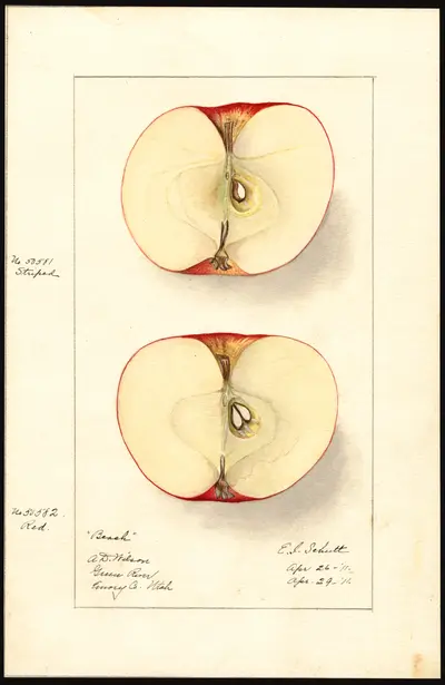 USDA watercolor illustration of Beach