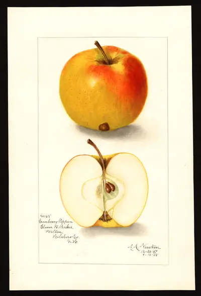 Watercolor of Cranberry Pippin