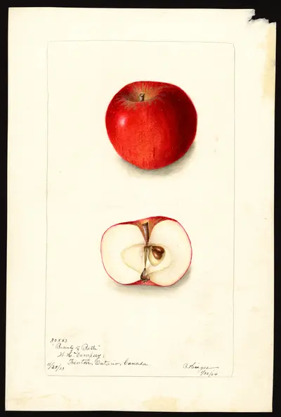 Watercolor of Beauty of Bath